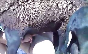 dude fucking sheep, sexy zoophile babes